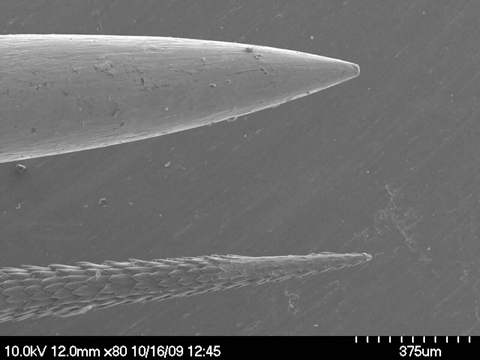 spine and needle compared showing the spine has a much finer point than a sewing needle