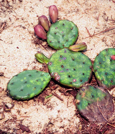 prickly pear leaves laying on the ground
