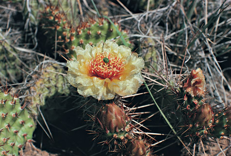 prickly pear cactus bloom