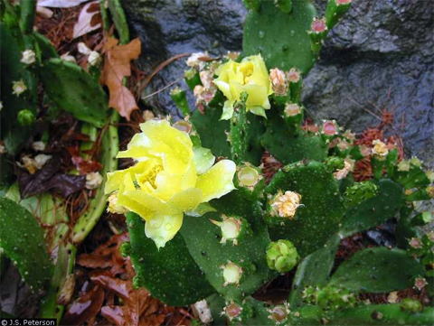 prickly pear without sharp needles