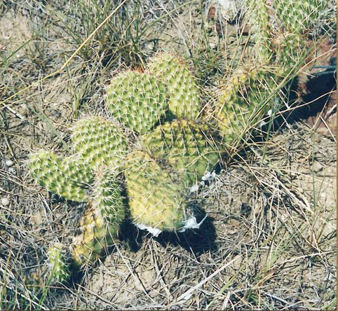 sharp Prickly pear cactus spines