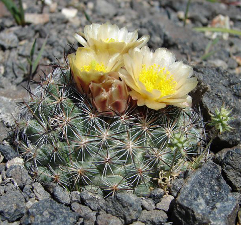 small, round cactus-like plant