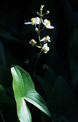 Small white blossoms over one large arrow-shaped leaf