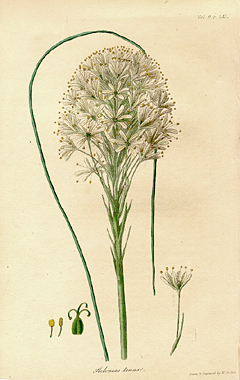 19th-century botanical illustration of a plant that looks very similar to beargrass