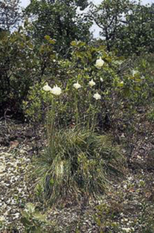 plant that looks similar to beargrass but with smaller inflorences