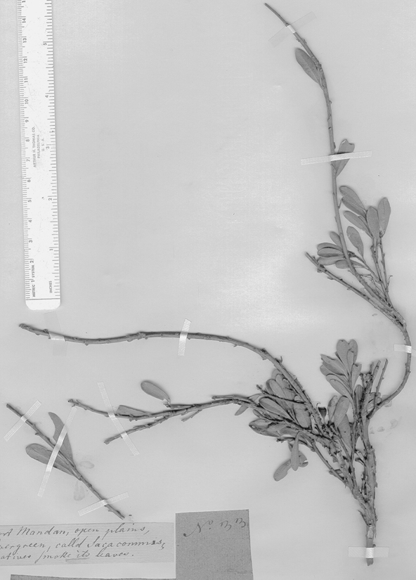 Photo of a herbarium specimen sheet with Lewis's bearberry