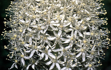 inflorescence