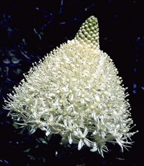 large white bulb with hundreds of small white petals