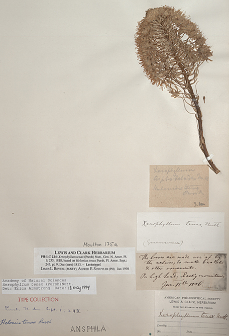 Interactive photo of a dried plant with large, white inflorescence