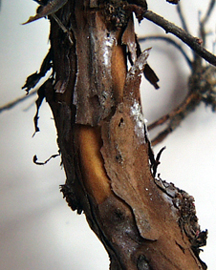 scaley brown bark on a branch