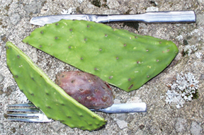 Thick green leaf of a prickly pear