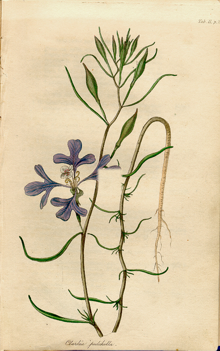 19th-century scientific illustration of the Clarkia plant by Pursh
