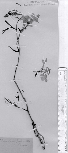 a colorless photo of a dried and pressed plant