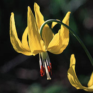 glacier lily