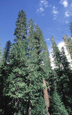 western redcedar