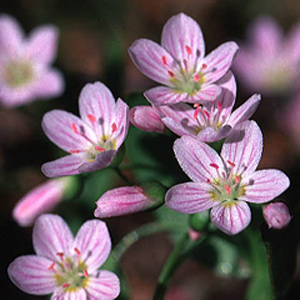 Plant with 5 purple petals