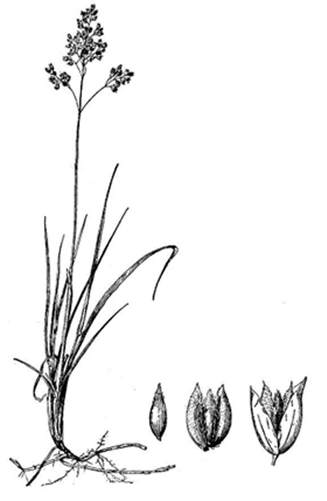 Sweetgrass, sketch