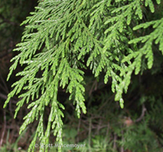 redcedar leaves
