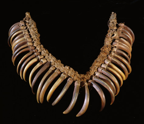 necklace with about 60 long bear claws