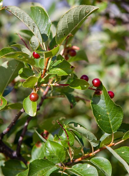 Chokecherry with finely serrated leaves and dark red cherries