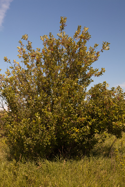 A tall bush loaded with small cherries