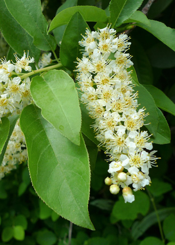 Long white blossoms of the the black chokecherry