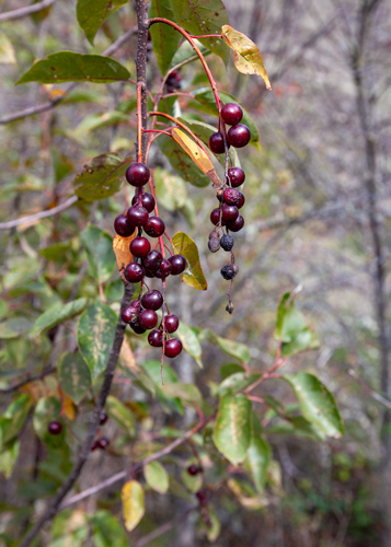 Clumps of dark, red cherries hang from a black chokecherry tree