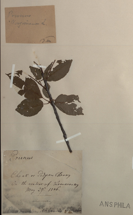 Lewis's herbarium specimen of the black chokecherry