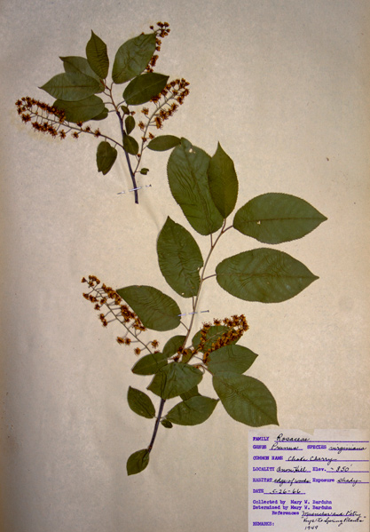 Well-preserved chokecherry specimen with stems, leaves, and full racemes