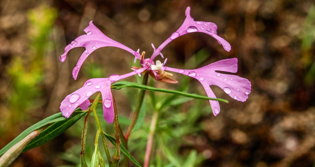 Flower with four purple petals