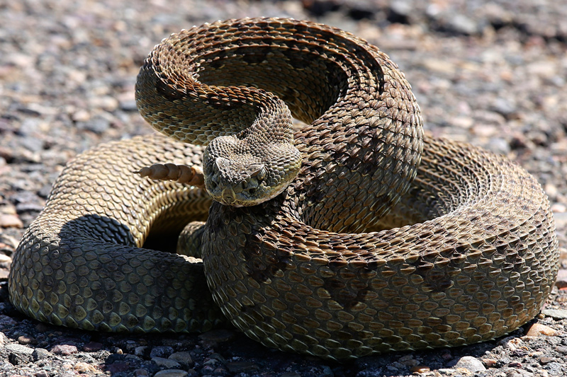 tan rattlesnake coiled on rocky ground