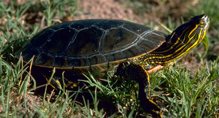 Painted Turtle