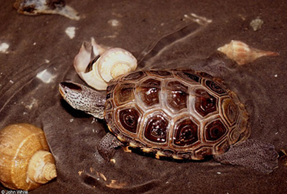 Diamondback Terrapin
