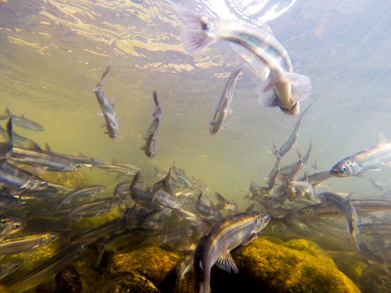a school of eulachon swim upstream