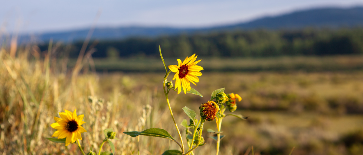 A bright yellow sunflower blossoms above the Missouri River