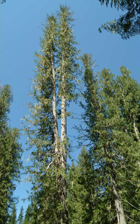 arbor vitae or white cedar