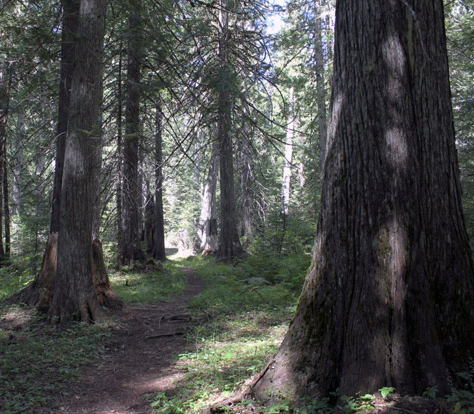 buttress roots on arbor vitae