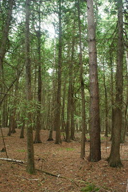 northern white cedar