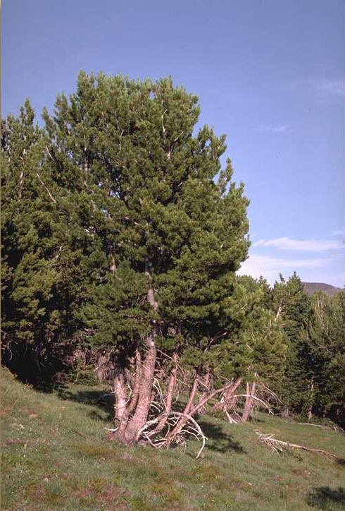 Whitebark pine clump