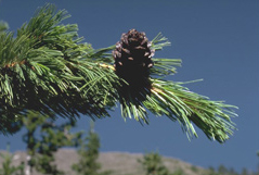 Branch and cone